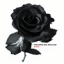 Rose (2003)